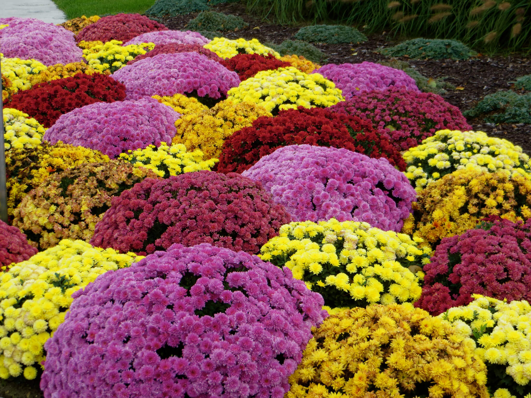 Planting Fall Mums In Georgia Gardens