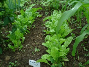 vegetable garden - swiss chard