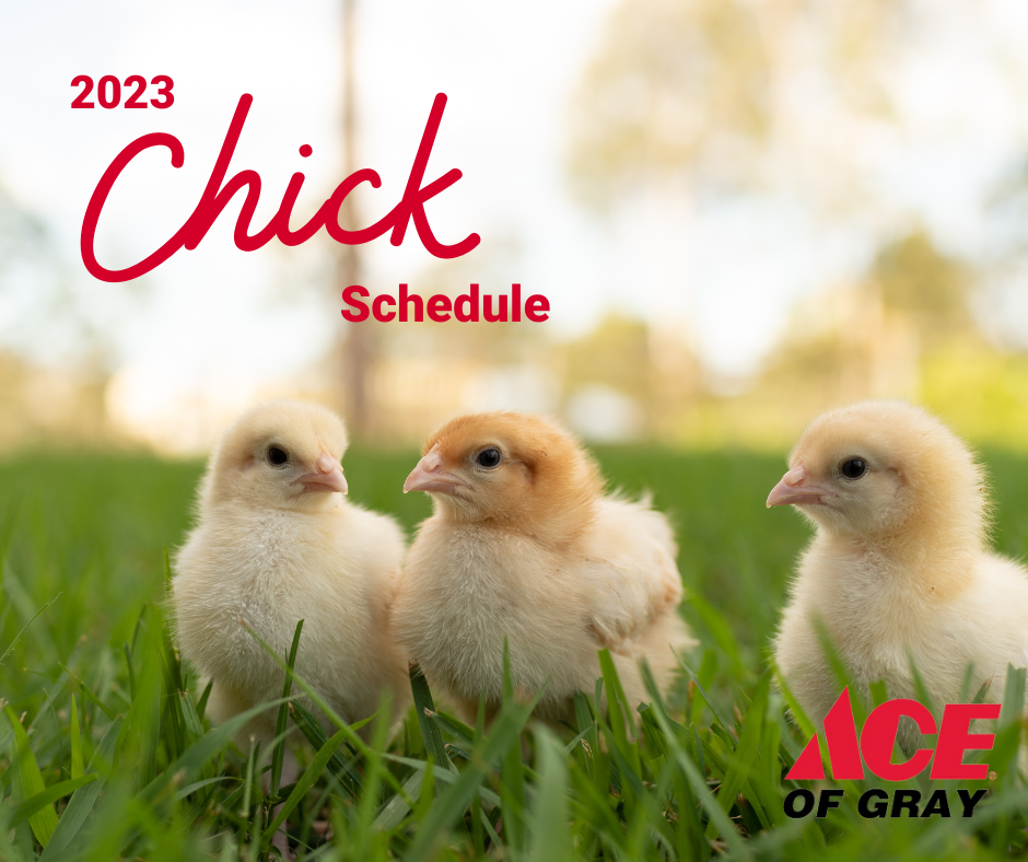 Chick Schedule